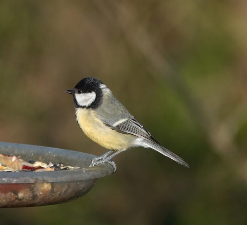 Bird Infestations